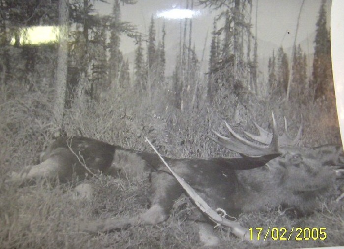 J.W. French's Model 1899 T/D in .250-3000 Savage and a freshly harvested bull Moose in British Columbia.