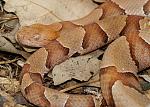 copperhead-snake.jpg