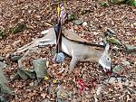 Click image for larger version. 

Name:	2017 Bow Deer.jpg 
Views:	29 
Size:	491.6 KB 
ID:	5270